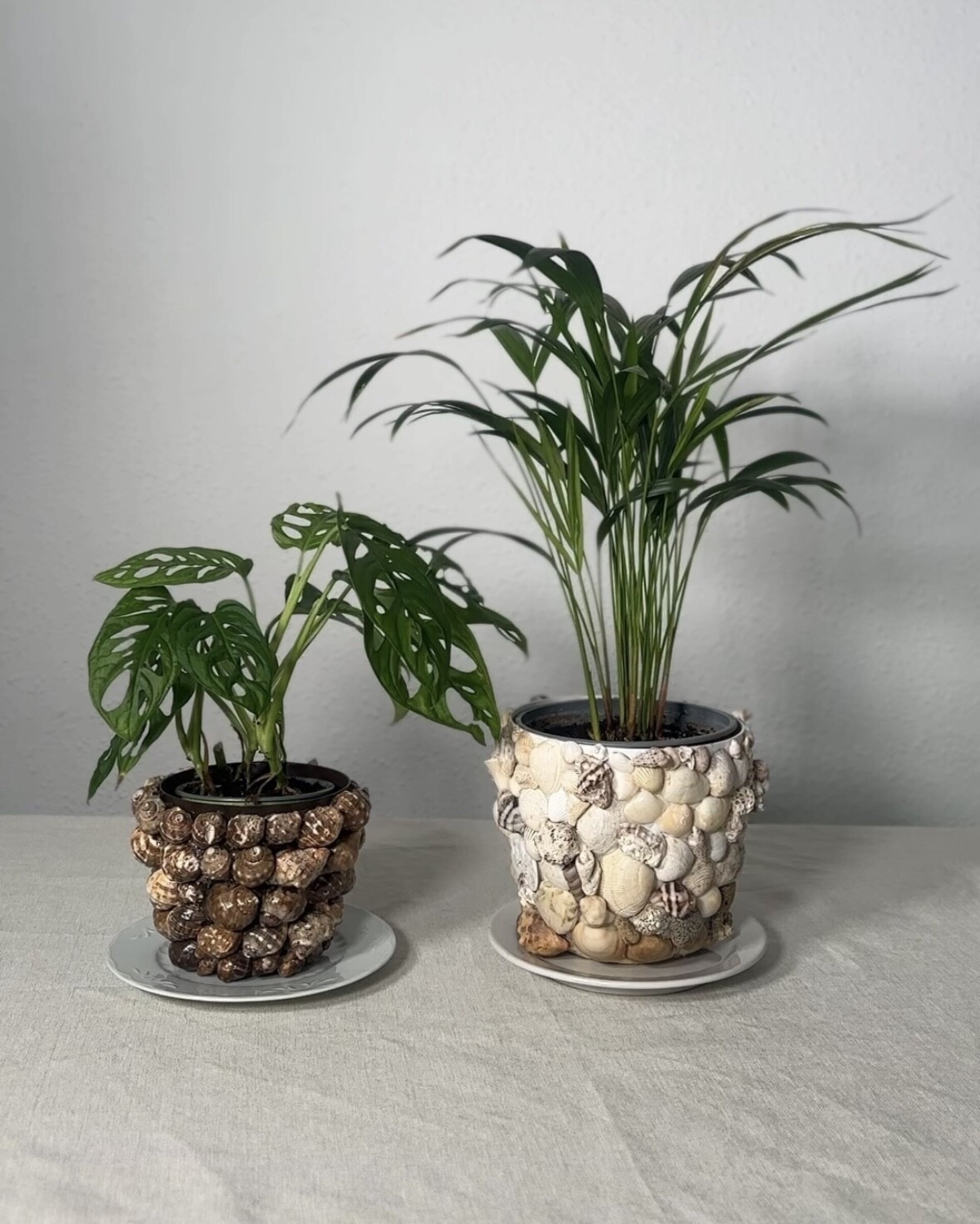 Macetero de conchas - 18 cm - 4