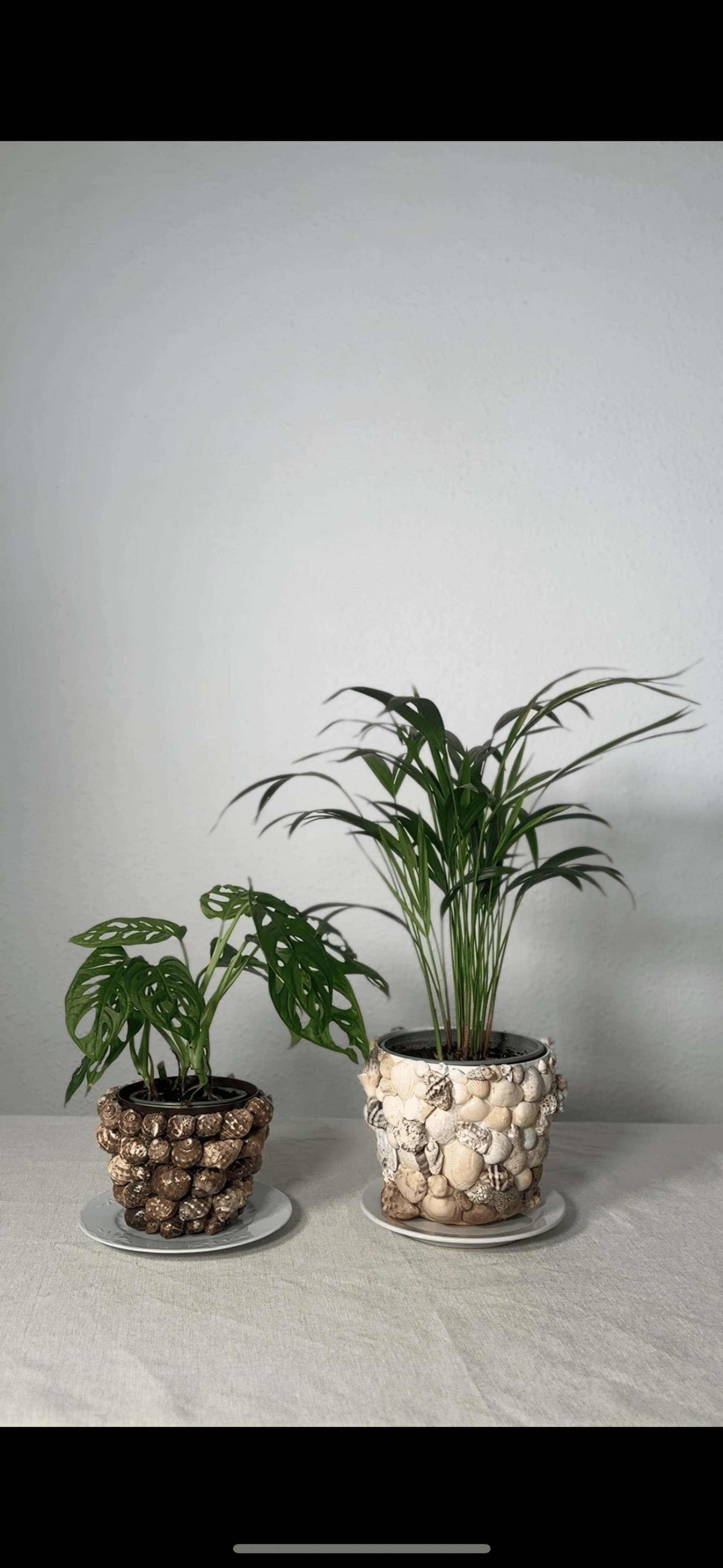 Macetero de conchas - 14 cm - 3
