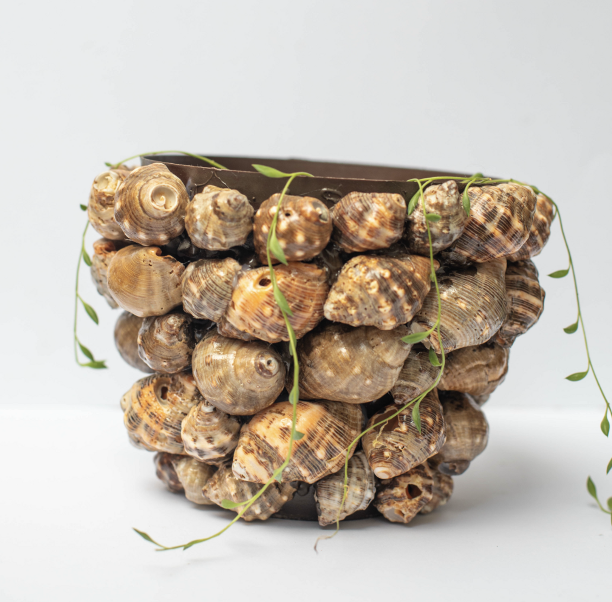 Macetero de conchas - 14 cm - 2