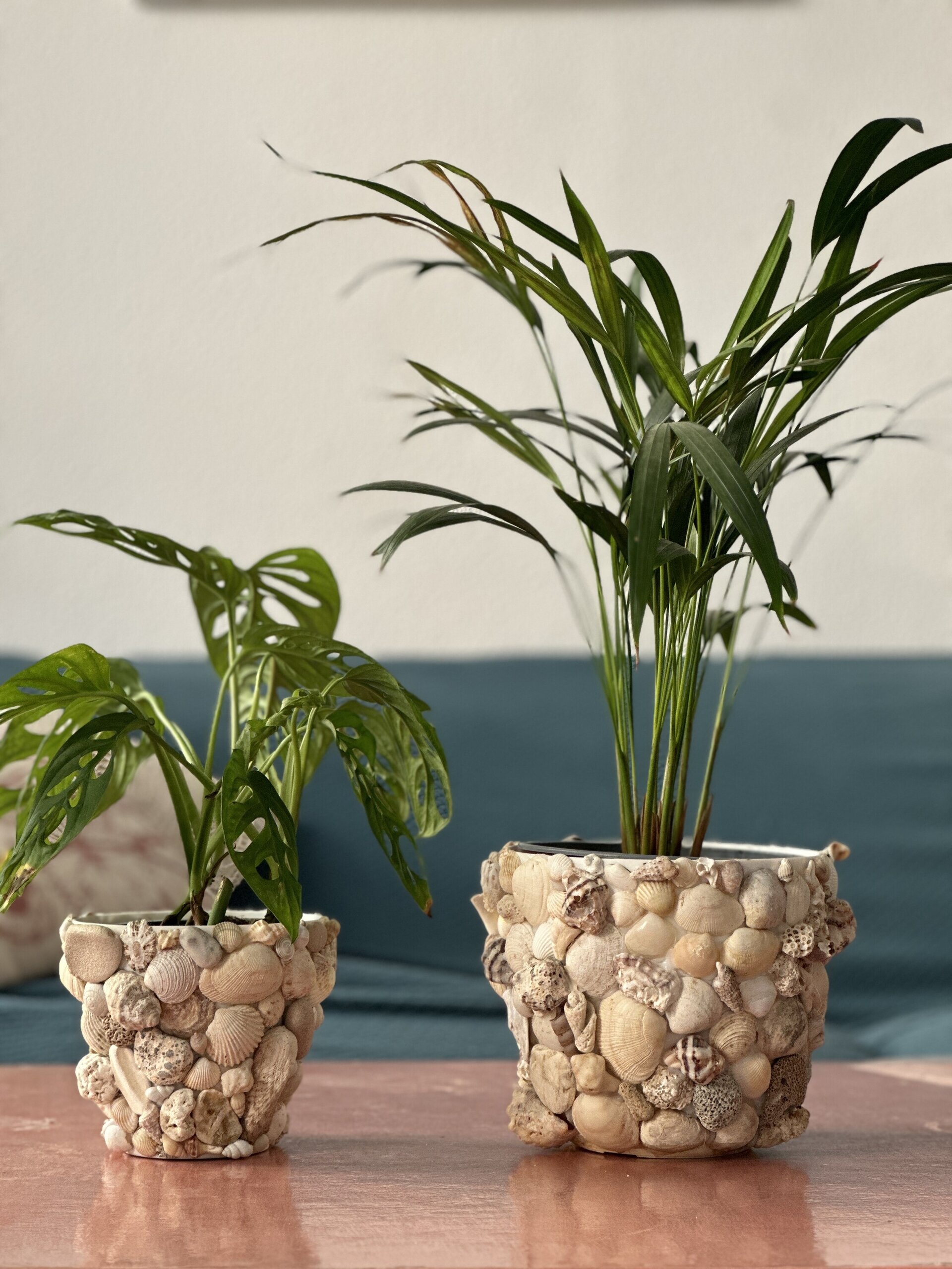 Macetero de conchas - 14 cm - 3