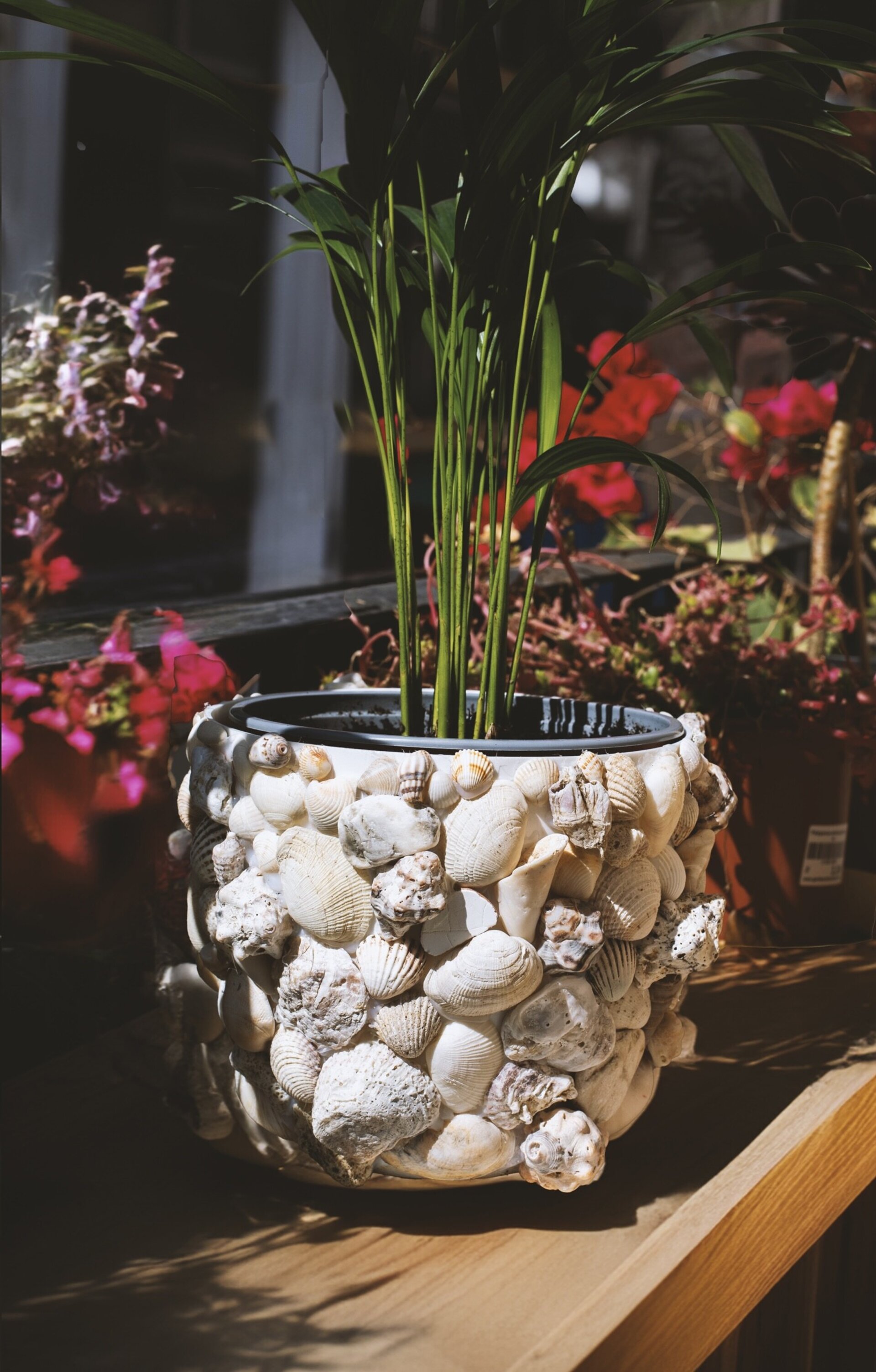 Macetero de conchas - 18 cm - 3