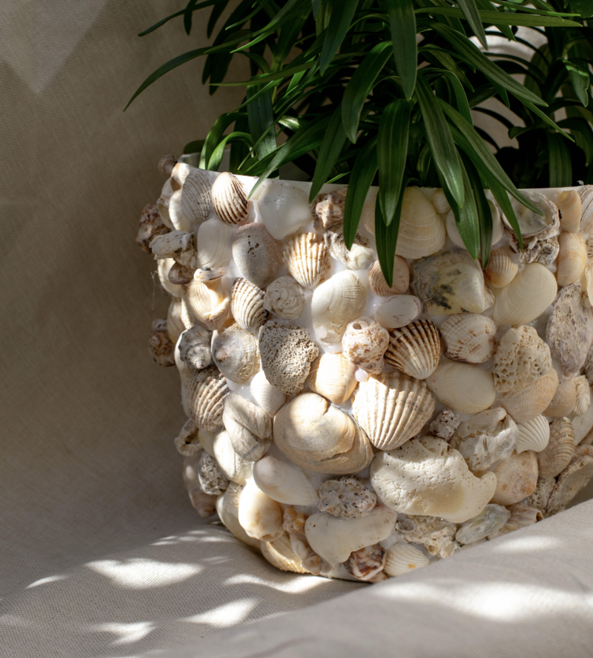 Macetero de conchas - 22 cm - 4